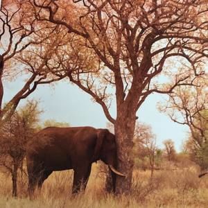 Meet your Posher, Sylvia